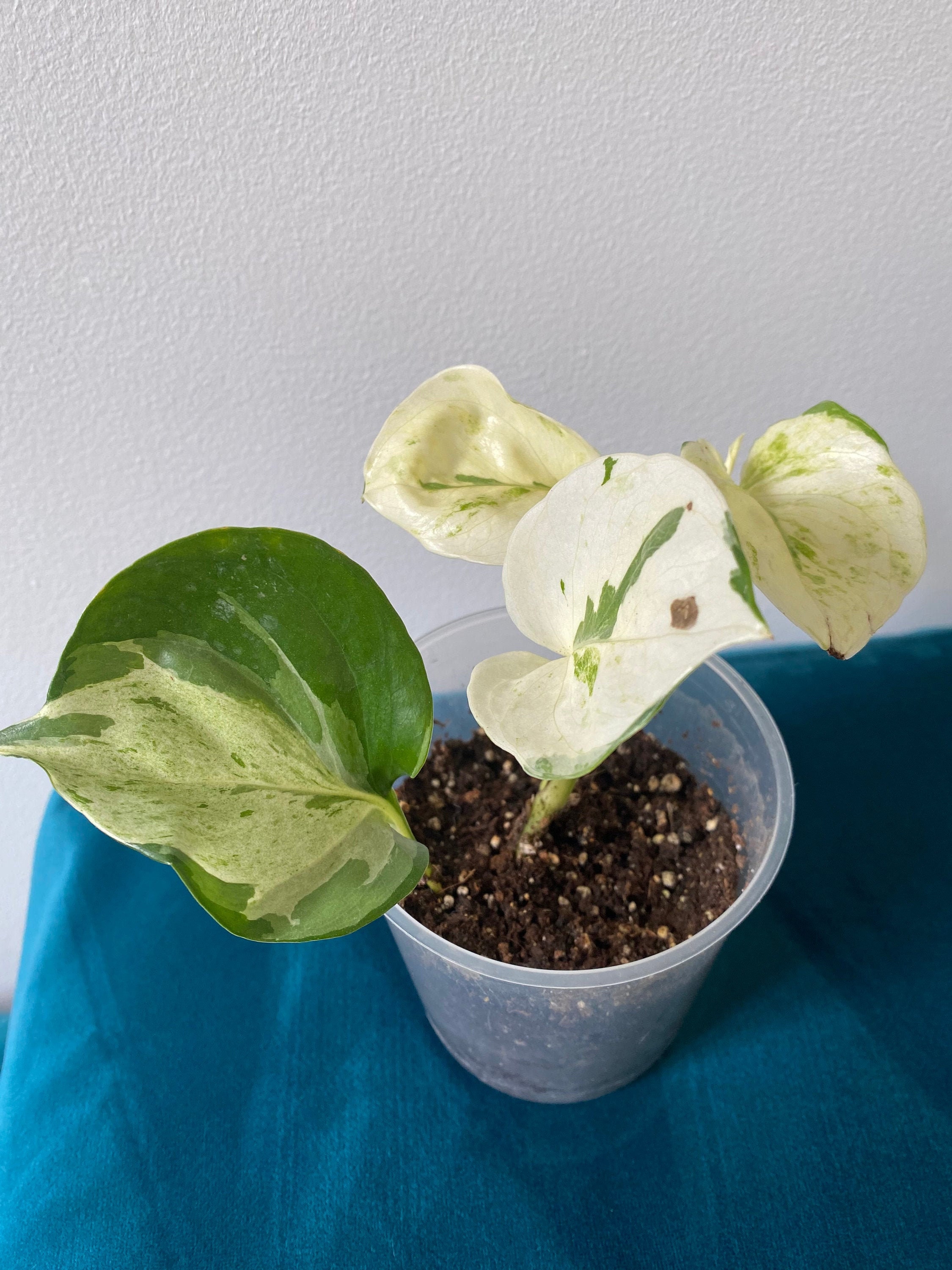 Scindapsus Pothos Manjula