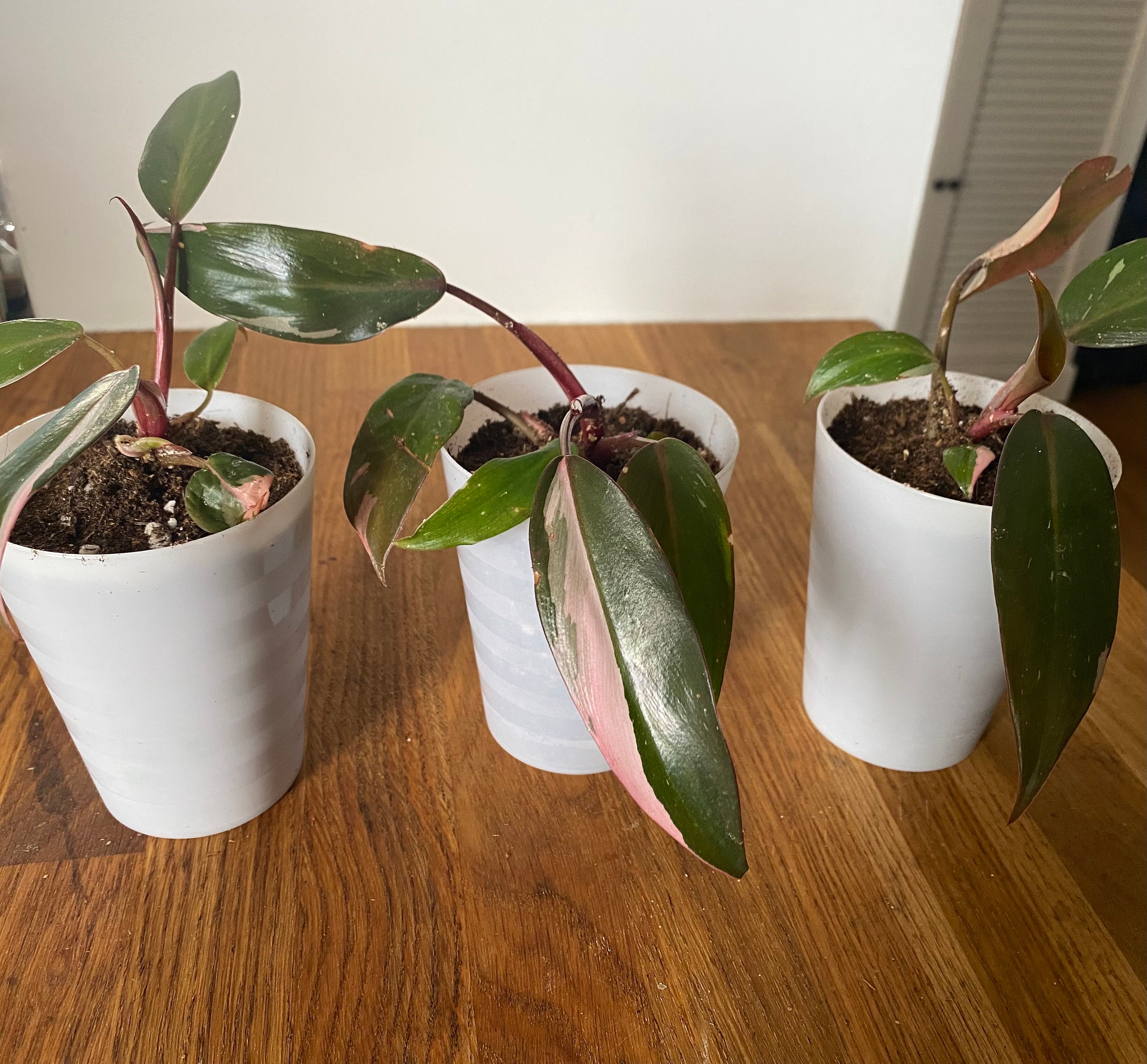 Philodendron Pink Princess