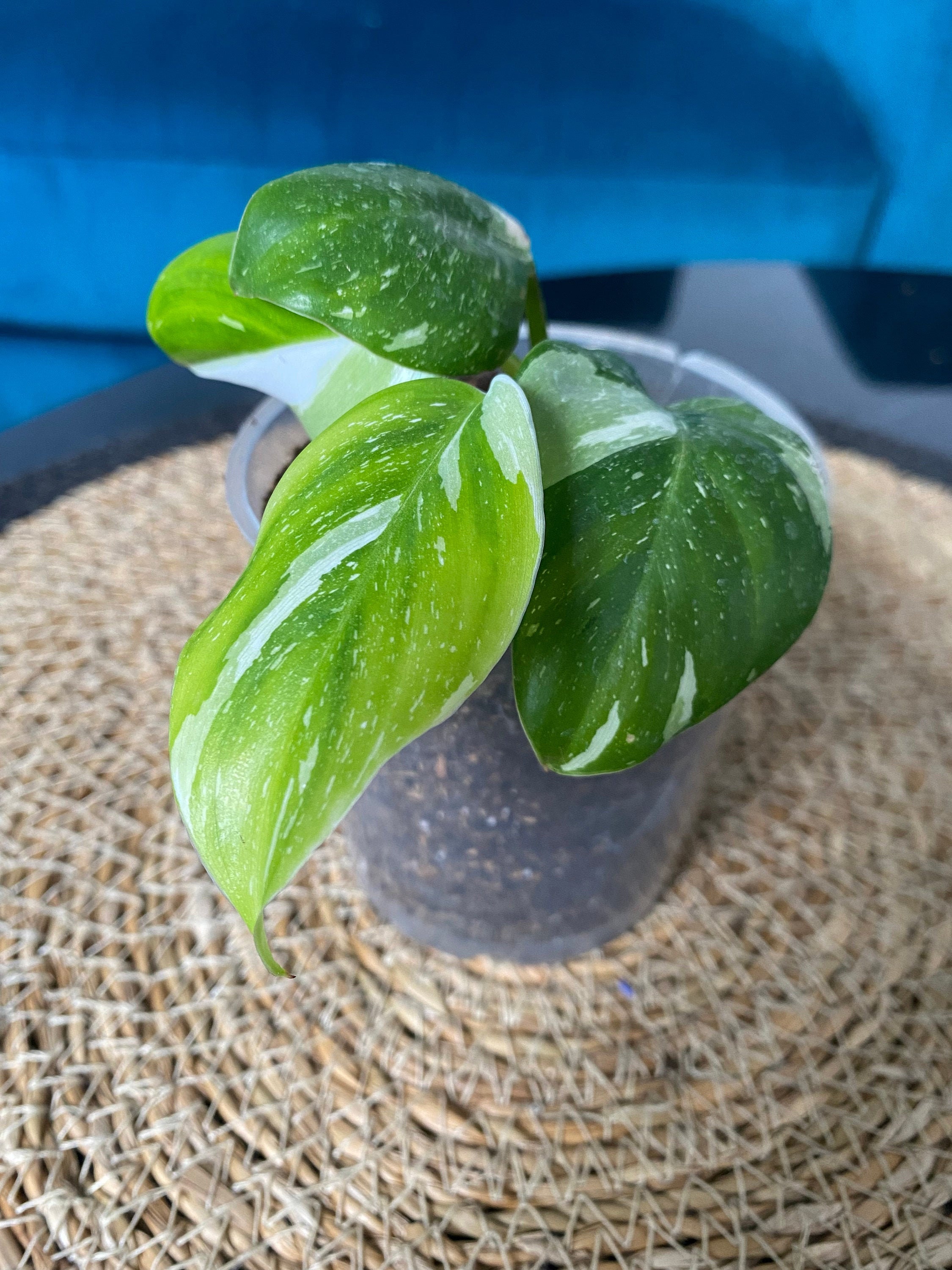 Philodendron White Princess