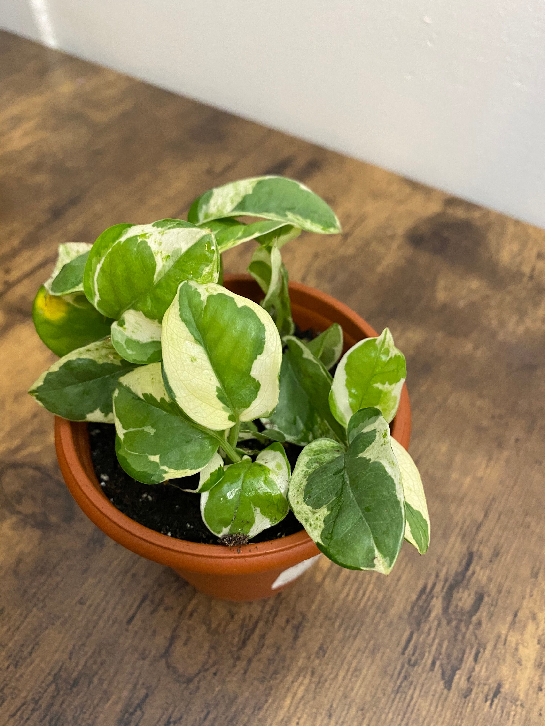 Mesmerizing Tapestry Of Jade And Pearls: An Enchanting Pothos