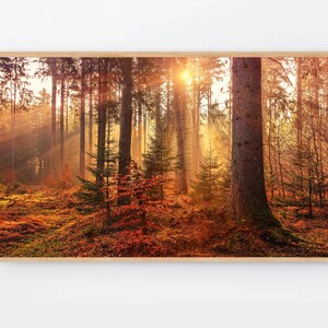 Könnte beinhalten: Ein Foto einer Waldszene mit hohen Bäumen und Sonnenlicht, das durch die Äste strahlt. Der Boden ist mit heruntergefallenen Blättern bedeckt und die Luft ist von einem goldenen Schein erfüllt.