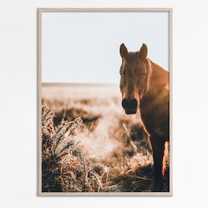 May include: A brown horse stands in a field of long grass, looking directly at the camera. The horse is bathed in the warm light of the setting sun, casting a golden hue on its coat.
