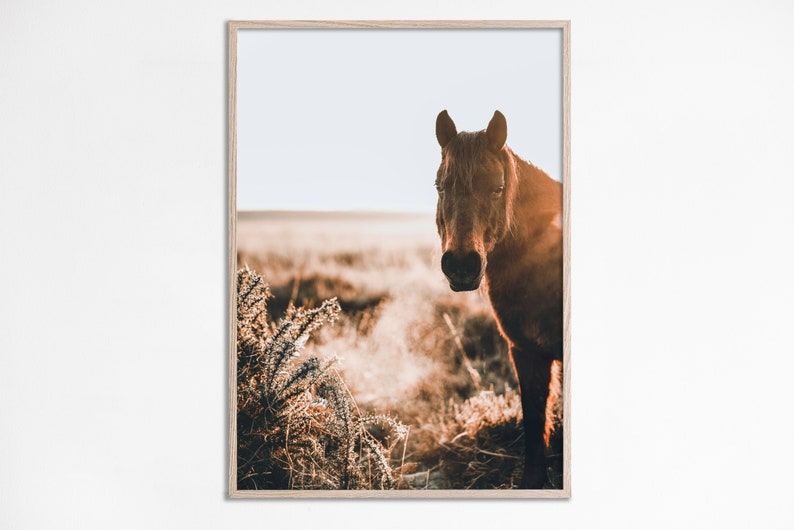 May include: A brown horse stands in a field of long grass, looking directly at the camera. The horse is bathed in the warm light of the setting sun, casting a golden hue on its coat.
