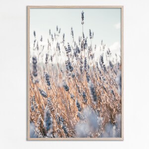 May include: A close-up photograph of a field of lavender flowers. The flowers are a light purple color and are in focus, while the background is blurred. The flowers are tall and slender, with long stems and delicate petals.