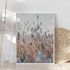 May include: A framed photograph of a field of lavender flowers in a soft, muted color palette. The flowers are in focus, while the background is blurred, creating a dreamy effect.