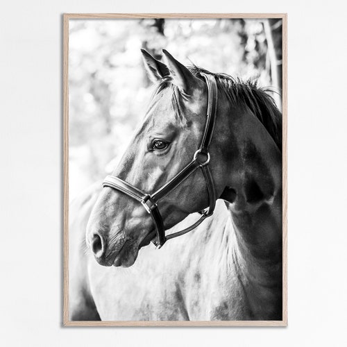 Horses Printable Black and White Horse Wall Art Animal Etsy