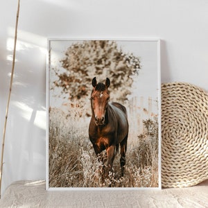 May include: A brown horse with a white star on its forehead stands in a field of long grass. The horse is looking directly at the camera. The background is a blurred image of trees and a fence.