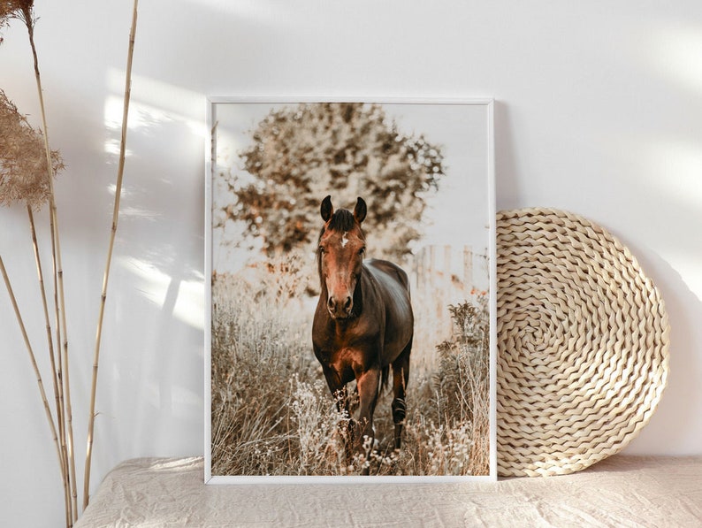 May include: A brown horse with a white star on its forehead stands in a field of long grass. The horse is looking directly at the camera. The background is a blurred image of trees and a fence.