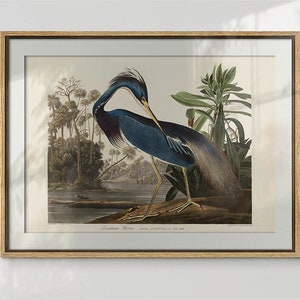 Impresión de garza azul vintage, arte de pared imprimible de garza, cartel de pájaro vintage, decoración de la pared de la sala de estar, descarga digital de arte de pared vintage de garza