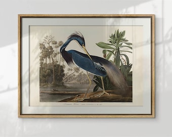 Impresión vintage de garza azul, arte de pared imprimible de garza, póster de pájaro vintage, decoración de pared para sala de estar, descarga digital de arte de pared vintage de garza