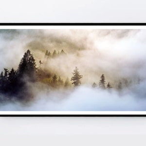 May include: A misty forest scene with tall, dark green trees emerging from a thick layer of fog. The fog is illuminated by the sun, creating a soft, ethereal glow.