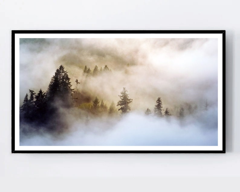 May include: A misty forest scene with tall, dark green trees emerging from a thick layer of fog. The fog is illuminated by the sun, creating a soft, ethereal glow.
