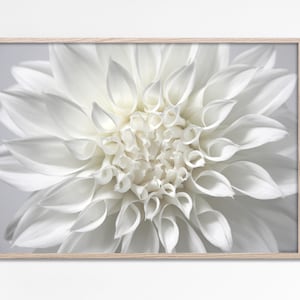 ダリアプリント、白いダリアの壁アートプリント、花のマクロ写真、花の壁の装飾、ダリアの花のポスター、ニュートラルな花の装飾、デジタル