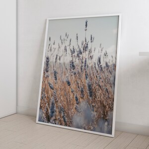 May include: A framed photograph of a field of lavender flowers. The flowers are a light purple color and are in focus, while the background is blurred. The photo is taken from a low angle, giving the viewer a sense of being surrounded by the flowers.