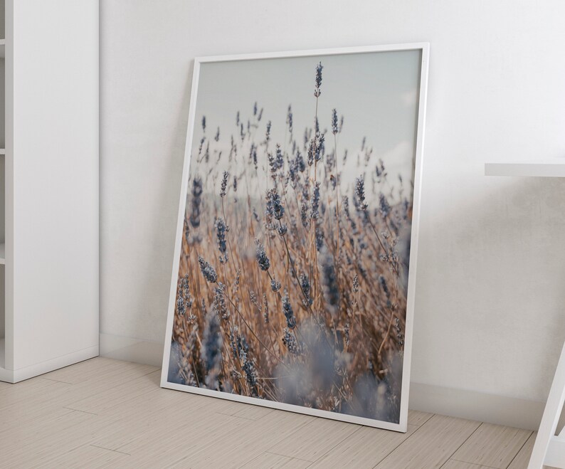 May include: A framed photograph of a field of lavender flowers. The flowers are a light purple color and are in focus, while the background is blurred. The photo is taken from a low angle, giving the viewer a sense of being surrounded by the flowers.