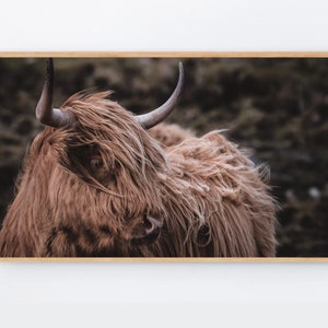 Highland Cow print for The frame tv art, Samsung Frame TV Art, tv wallpaper, Cute Cow Samsung Frame Art, Farmhouse TV art Digital download