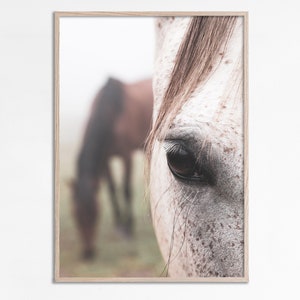 May include: A close-up of a white horse's eye with a brown horse in the background. The horse's eye is large and dark, and the fur around it is soft and white. The background horse is out of focus and appears to be brown.