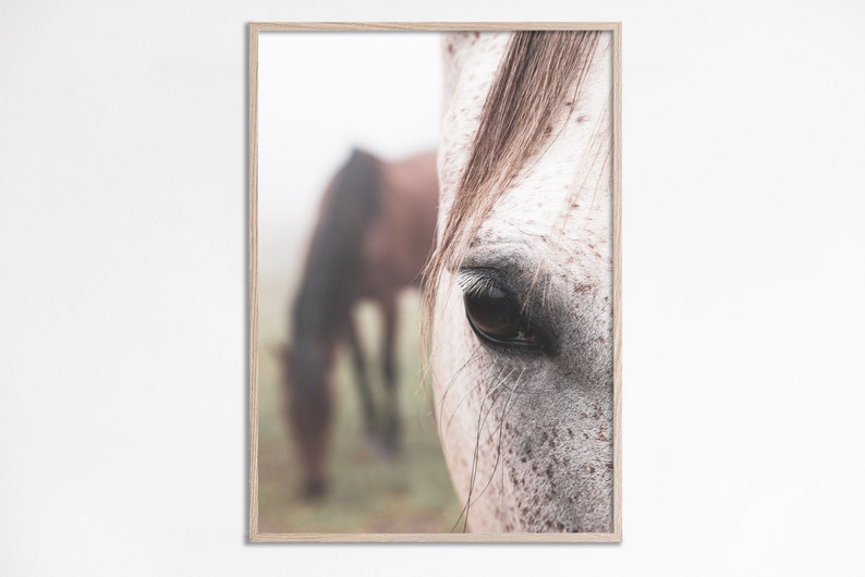 May include: A close-up of a white horse's eye with a brown horse in the background. The horse's eye is large and dark, and the fur around it is soft and white. The background horse is out of focus and appears to be brown.