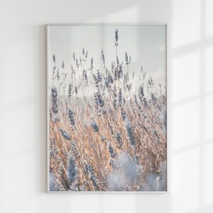May include: A framed photograph of a field of lavender flowers in shades of purple and brown. The flowers are in focus, while the background is blurred.