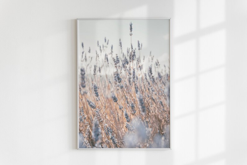 May include: A framed photograph of a field of lavender flowers in shades of purple and brown. The flowers are in focus, while the background is blurred.