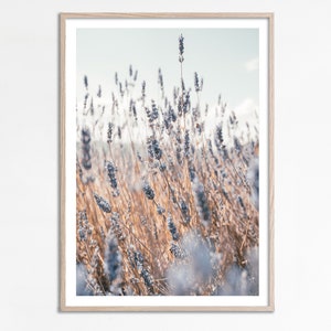 May include: A close-up photograph of a field of lavender flowers. The flowers are a light purple color and are in focus, while the background is blurred. The flowers are tall and slender, with long stems and delicate petals.