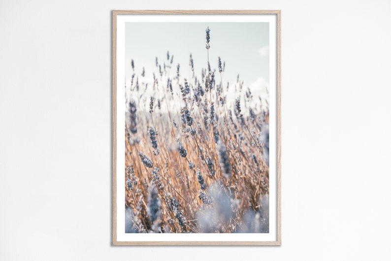 May include: A close-up photograph of a field of lavender flowers. The flowers are a light purple color and are in focus, while the background is blurred. The flowers are tall and slender, with long stems and delicate petals.