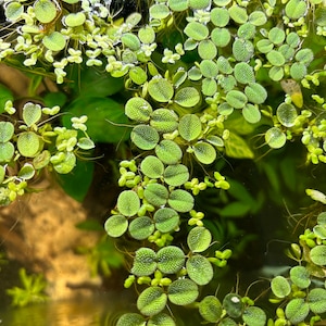 May include: A close-up of a green aquatic plant with round, textured leaves floating in water. The plant is commonly used in aquariums and ponds.