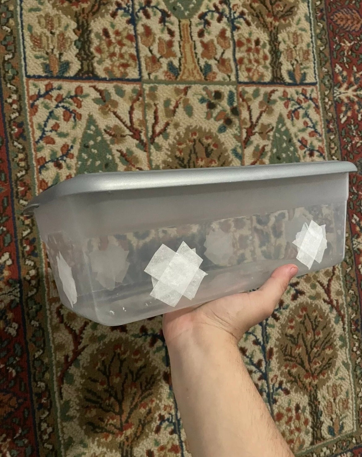Max Yield Monotub Shoebox 6qt Mycology Etsy