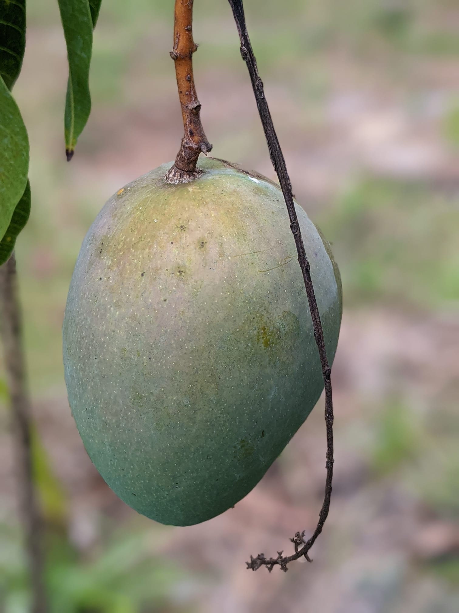 Mango Scions for graft mix and match Etsy