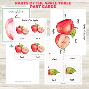 Carte Montessori in tre parti a tema Apple / Parti della mela / Attività di arte e artigianato Apple / Poster Apple