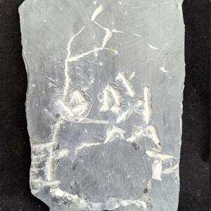 May include: A gray slate rock with a white fossilized plant imprint. The fossil shows a branching stem with several leaves.