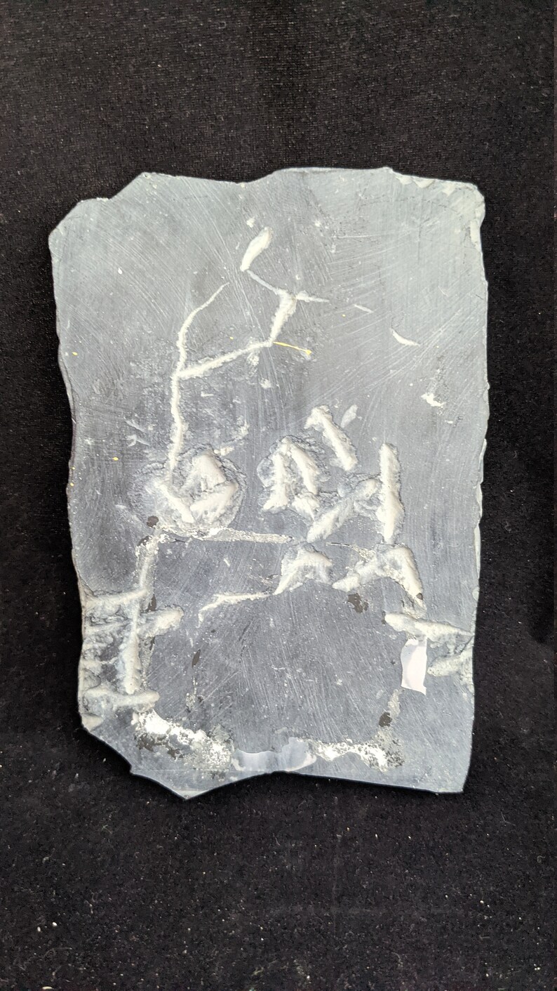 May include: A gray slate rock with a white fossilized plant imprint. The fossil shows a branching stem with several leaves.