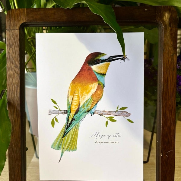 Print A5 illustration of European Bee-eater (Merops apiaster) | bird painting