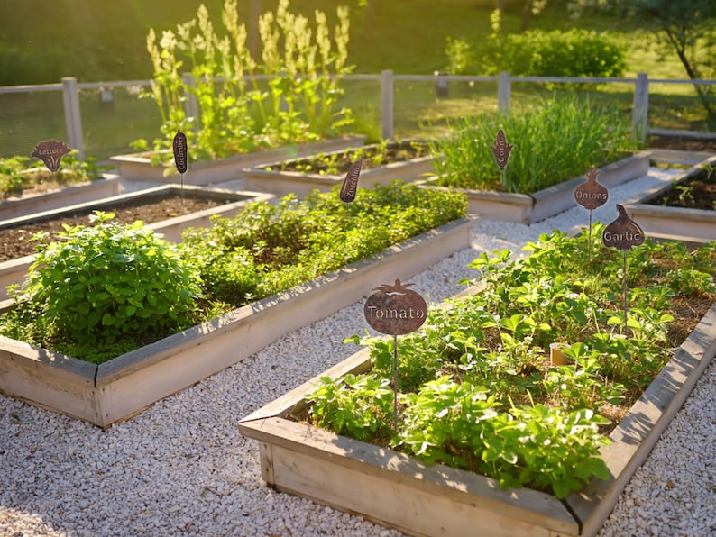 May include: A raised garden bed with various plants and herbs, including tomato, onion, garlic, and lettuce. The garden bed is made of wood and has a white gravel path.
