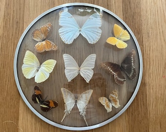 Nine Beautiful Butterflies in Glass Dome