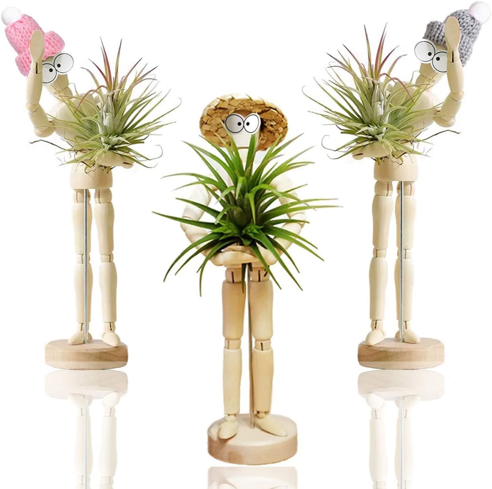 Air Plants And Holders