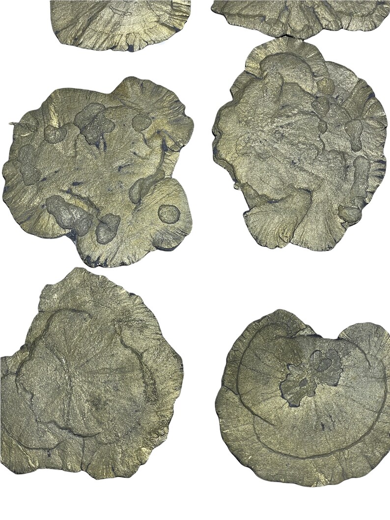 GOLD Rare Pyrite Suns From Spartaillinois Crystals Mineral Etsy