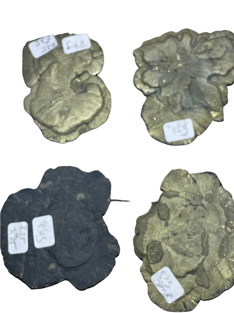 GOLD Rare Pyrite Suns From Spartaillinois Crystals Mineral Etsy