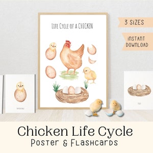 Cartel del ciclo de vida del pollo con tarjetas didácticas Naturaleza Decoración de la escuela en el hogar Acuarela Arte Biología Estudio Montessori Cartel y tarjetas didácticas