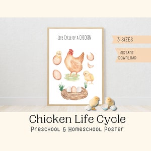 Chicken Life Cycle Poster Nature Homeschool Decor Watercolor Art Biology Study chicken Montessori Poster Preschool Nature study