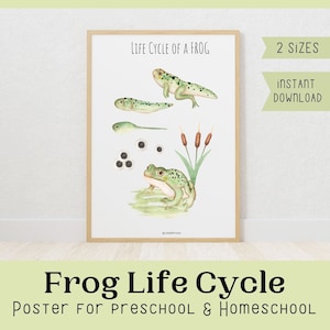 May include: A printable poster illustrating the life cycle of a frog. The poster shows a frog egg, tadpole, froglet, and adult frog. The poster is titled "Life Cycle of a Frog" and is available in two sizes. The poster is perfect for preschool and homeschool.