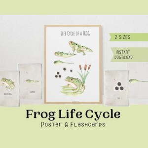 Frog Life Cycle Poster with Flashcards  Nature Homeschool Decor Watercolor Art Biology Study Montessori Poster and flashcards
