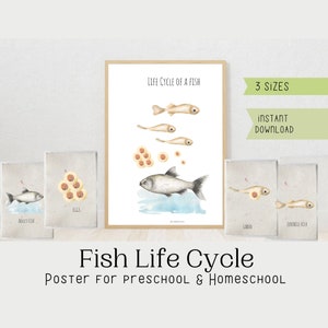 Fish Life Cycle Poster with Flashcards Nature Homeschool Decor Watercolor Art Biology Study Montessori Poster and flashcards