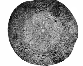 TREE RINGS