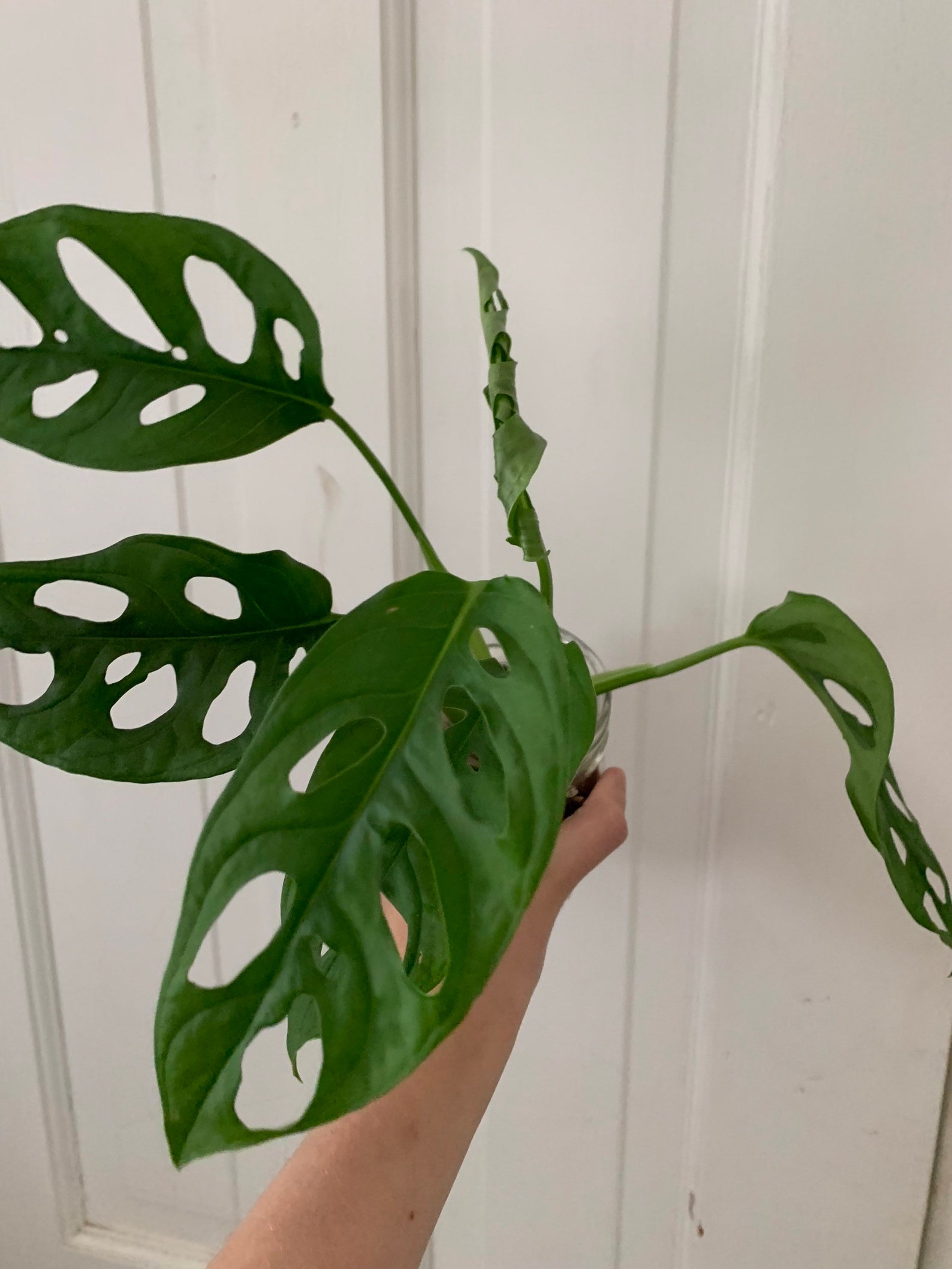 Monstera adansonii wide form Unrooted | Etsy