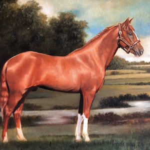 Horse portrait