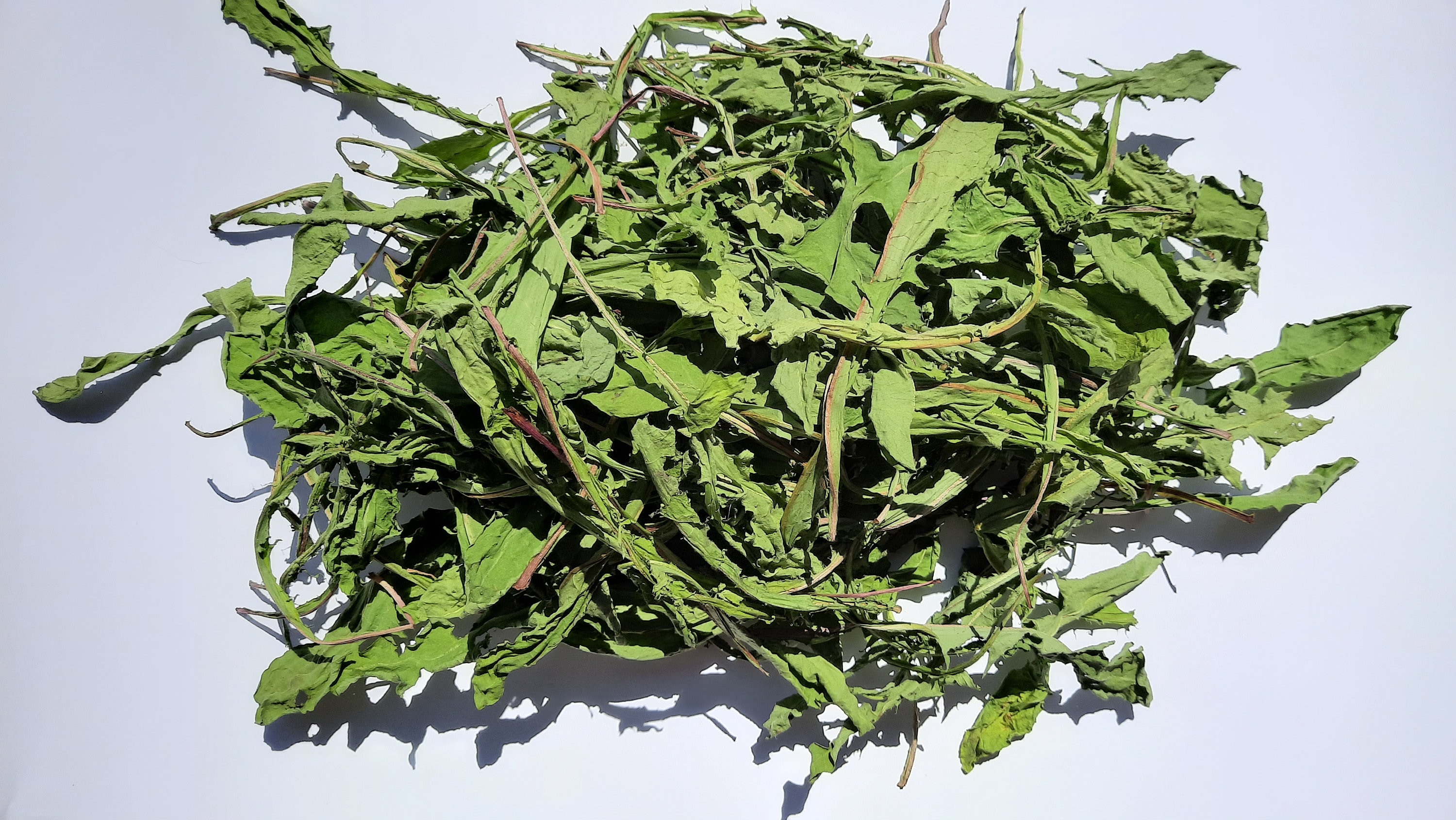 Dried Dandelion Leaves 1 OZ Wild Dendelion Leafage Dandelions Taraxacum