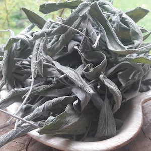 Salvia officinalis - Salie - Salie - Keukensalie - Culinaire salie - Heilig kruid