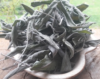 Salvia officinalis - La salvia común - Salvia - Salvia de cocina - Salvia culinaria - Hierba sagrada