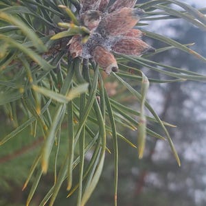 Organic Dried Pine Buds -  Pure Pine Buds - Raw Pine Buds 100 % Natural And Clean